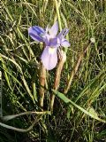 Moraea sisyrinchium